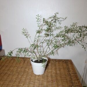 Williams Sonoma Artificial Potted Twig Leaf Plant